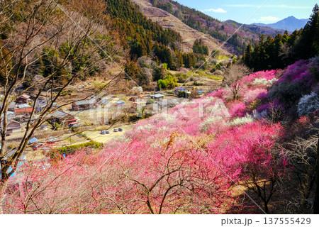 紅白梅咲く山里 137555429