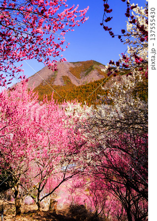 紅白梅咲く山を望む（縦） 137555430