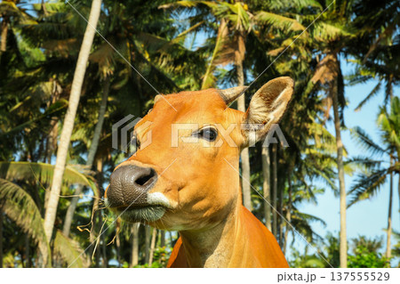 A cow grazes under tall palm trees in Bali 137555529