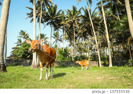 Cows are eating grass under tall palm trees in Bali Cows are eating grass under tall palm trees in Bali 137555530