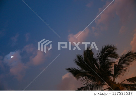 Palm trees reach for the sky under a moon and clouds 137555537