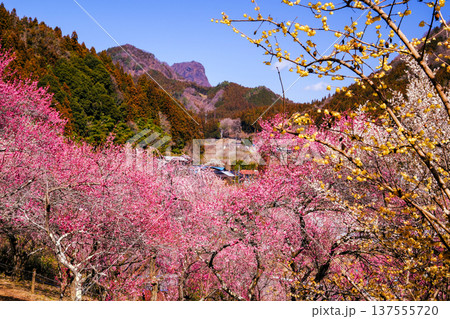 カラフルな梅林と岩山 137555720