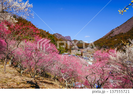 梅園から望む、梅の花 137555721