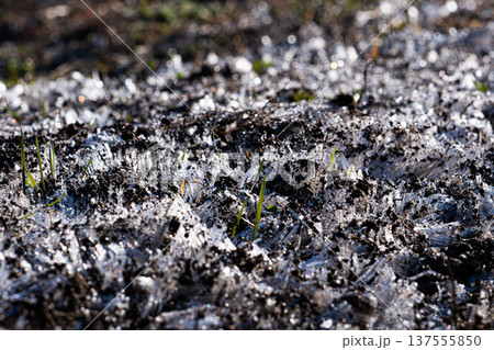 寒い冬の霜柱 137555850