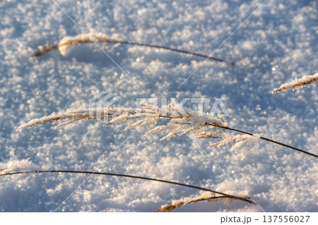 Golden hour frost dusts a delicate grass blade, shimmering against sparkling winter snow. This serene close-up captures nature's crisp beauty, fragile yet resilient 137556027