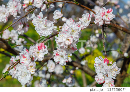 春の陽射しに映える満開の花 137556074