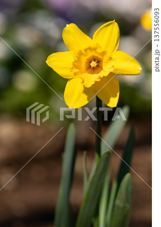 春に咲く黄色い水仙の花のクローズアップ 春に咲く黄色い水仙の花のクローズアップ 137556093
