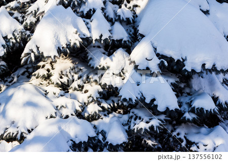 Crisp white snow heavily blankets vibrant blue spruce branches, illuminated by winter sun, showcasing a stunning frosty natural pattern Crisp white snow heavily blankets vibrant blue spruce branches, illuminated by winter sun, showcasing a stunning frosty natural pattern 137556102