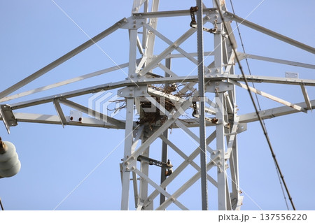 鉄塔のカラスの巣 137556220