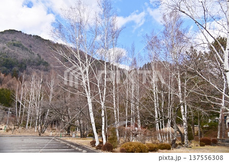 牧尾ダム緑地公園の白樺林 137556308