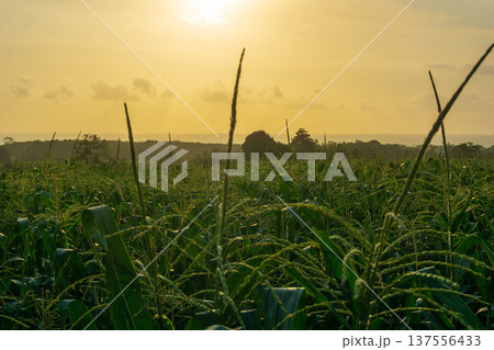 Beautiful morning view indonesia Panorama Landscape paddy fields with beauty color and sky natural light Beautiful morning view indonesia Panorama Landscape paddy fields with beauty color and sky natural light 137556433