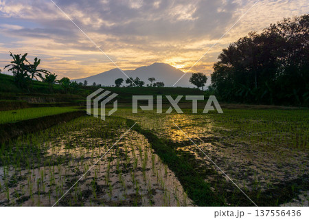 Beautiful morning view indonesia Panorama Landscape paddy fields with beauty color and sky natural light Beautiful morning view indonesia Panorama Landscape paddy fields with beauty color and sky natural light 137556436