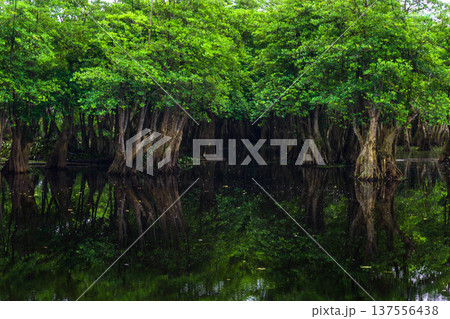 Beautiful morning view indonesia Panorama Landscape paddy fields with beauty color and sky natural light Beautiful morning view indonesia Panorama Landscape paddy fields with beauty color and sky natural light 137556438