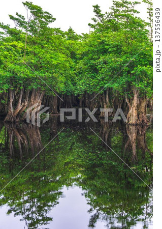 Beautiful morning view indonesia Panorama Landscape paddy fields with beauty color and sky natural light 137556439