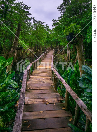 Beautiful morning view indonesia Panorama Landscape paddy fields with beauty color and sky natural light 137556442