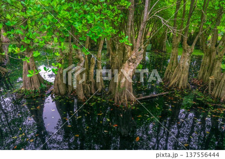Beautiful morning view indonesia Panorama Landscape paddy fields with beauty color and sky natural light Beautiful morning view indonesia Panorama Landscape paddy fields with beauty color and sky natural light 137556444