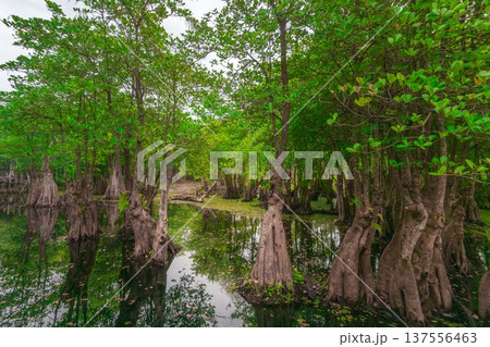 Beautiful morning view indonesia Panorama Landscape paddy fields with beauty color and sky natural light 137556463