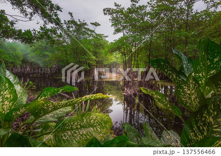 Beautiful morning view indonesia Panorama Landscape paddy fields with beauty color and sky natural light Beautiful morning view indonesia Panorama Landscape paddy fields with beauty color and sky natural light 137556466