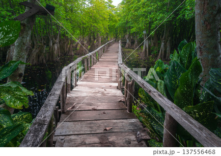 Beautiful morning view indonesia Panorama Landscape paddy fields with beauty color and sky natural light Beautiful morning view indonesia Panorama Landscape paddy fields with beauty color and sky natural light 137556468