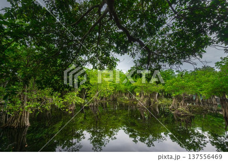 Beautiful morning view indonesia Panorama Landscape paddy fields with beauty color and sky natural light Beautiful morning view indonesia Panorama Landscape paddy fields with beauty color and sky natural light 137556469