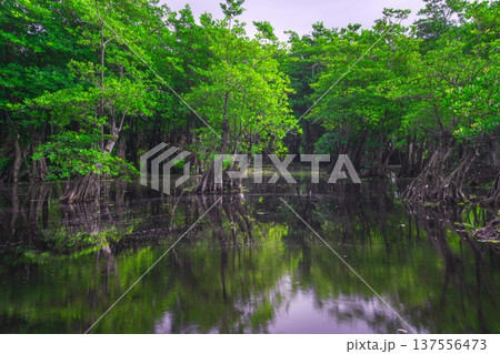 Beautiful morning view indonesia Panorama Landscape paddy fields with beauty color and sky natural light 137556473