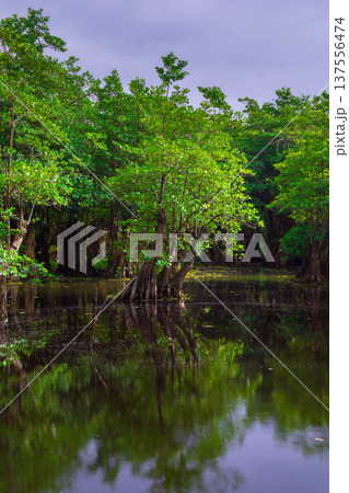 Beautiful morning view indonesia Panorama Landscape paddy fields with beauty color and sky natural light Beautiful morning view indonesia Panorama Landscape paddy fields with beauty color and sky natural light 137556474