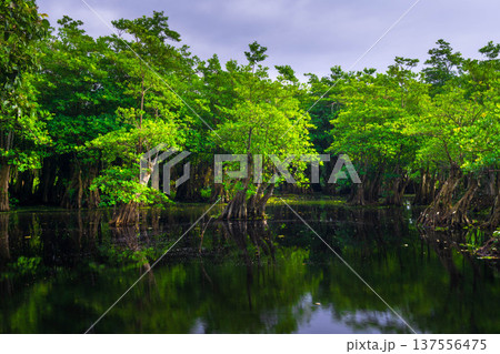 Beautiful morning view indonesia Panorama Landscape paddy fields with beauty color and sky natural light 137556475