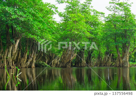Beautiful morning view indonesia Panorama Landscape paddy fields with beauty color and sky natural light 137556498