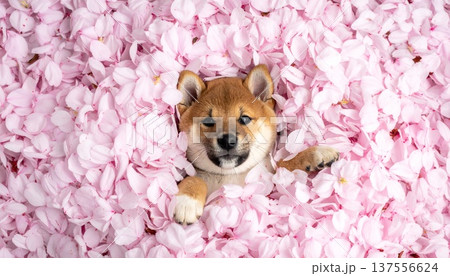 桜の花びらに埋もれて見上げている犬 137556624
