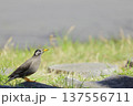 河川敷で餌を探すムクドリ 137556711