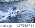 川で泳ぐヒドリガモ 137556712