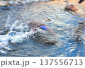 水面を飛ぶカモ 137556713