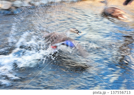 水面を飛ぶカモ 水面を飛ぶカモ 137556713