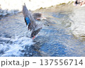 飛び立つカワセミ 137556714