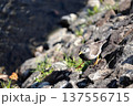石の上で餌を探すシロハラ 137556715