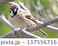 木の枝に止まるスズメ 137556716