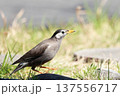 地面に降りたムクドリ 137556717