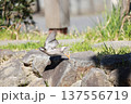 巣材を集めるツバメ 137556719
