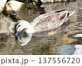 池で泳ぐカルガモ 137556720