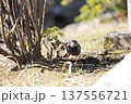 地面に降りたスズメ 137556721