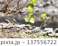 地面に降りたスズメ 137556722