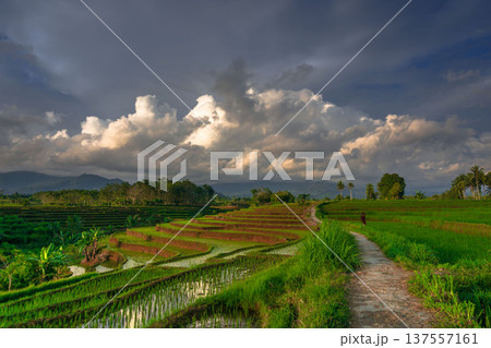 Beautiful morning view indonesia Panorama Landscape paddy fields with beauty color and sky natural light 137557161