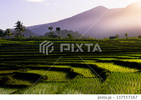 Beautiful morning view indonesia Panorama Landscape paddy fields with beauty color and sky natural light Beautiful morning view indonesia Panorama Landscape paddy fields with beauty color and sky natural light 137557167