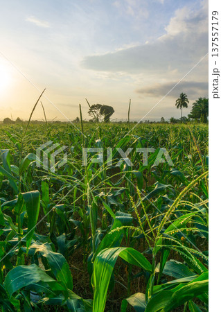Beautiful morning view indonesia Panorama Landscape paddy fields with beauty color and sky natural light Beautiful morning view indonesia Panorama Landscape paddy fields with beauty color and sky natural light 137557179