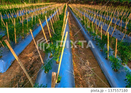 Beautiful morning view indonesia Panorama Landscape paddy fields with beauty color and sky natural light Beautiful morning view indonesia Panorama Landscape paddy fields with beauty color and sky natural light 137557180