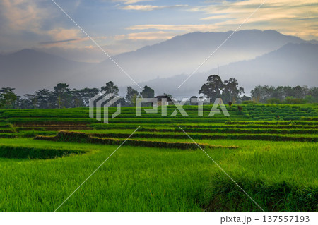 Beautiful morning view indonesia Panorama Landscape paddy fields with beauty color and sky natural light Beautiful morning view indonesia Panorama Landscape paddy fields with beauty color and sky natural light 137557193