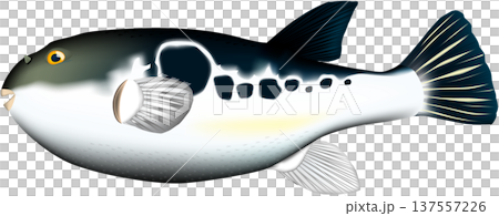 Tiger pufferfish illustration vector 137557226