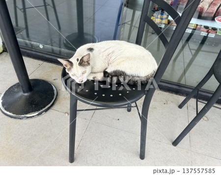 フィリピンのサンバレス州の食料品店の椅子に座る白とキジトラの斑猫です。 フィリピンのサンバレス州の食料品店の椅子に座る白とキジトラの斑猫です。 137557585