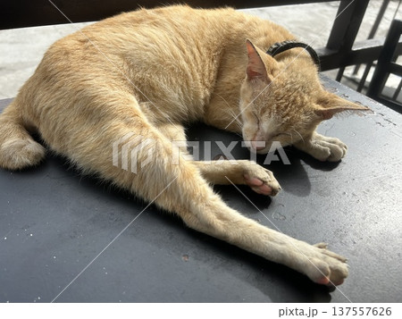 フィリピンのサンバレス州の食料品店のテーブルの上で寛ぐ虎猫です。 137557626