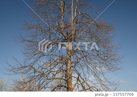 冬枯れした樹木と青空 137557709